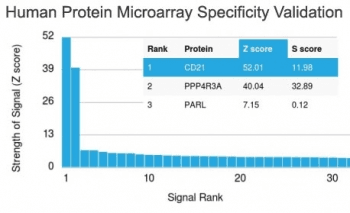 CR2 / CD21 Antibody (clone CR2/1953)