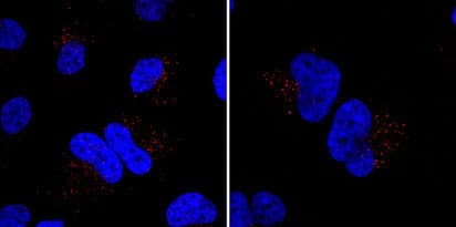 MIB1 Antibody (aa13-42)