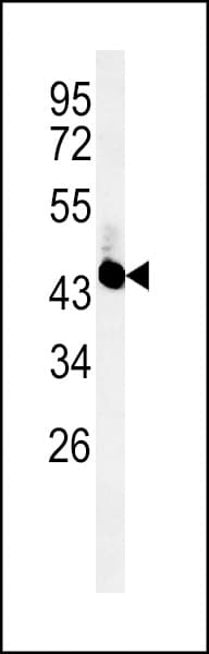 UBAC2 Antibody (aa63-91)