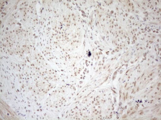 WTAP Antibody (aa2-106, clone OTI12G7, Carrier-free)