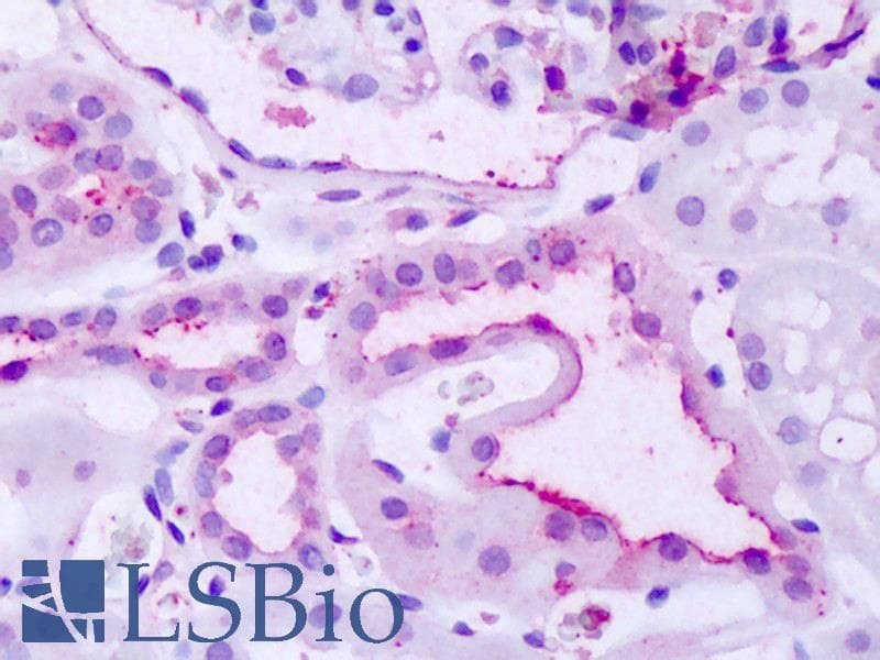 IHC-plus™ GPR137B Antibody (C-Terminus)