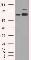 ACO2 / Aconitase 2 Antibody (clone OTI7G4, Carrier-free)