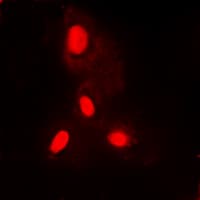 Polyclonal Rabbit anti-Human Histone H3 Antibody (N-Terminus, IHC, IF, WB)