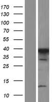 LDB3 / ZASP Protein (Over-Expression Lysate Myc-DDK (Flag))
