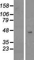 FBX23 / Tetraspanin 17 Protein (Over-Expression Lysate Myc-DDK (Flag))