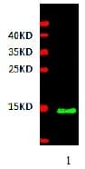 PDGF-AA Antibody (Preservative Free, Biotin)