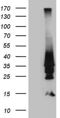 Monoclonal Mouse anti-Human HOXD4 Antibody (clone OTI1C12, WB)