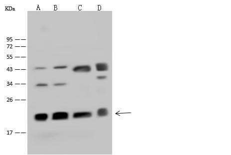CBX3 / HP1 Gamma Antibody