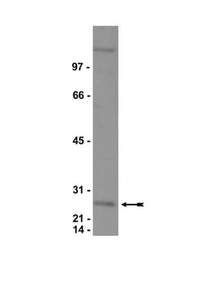 IHC-plus™ Polyclonal Rabbit anti-Mouse CBX3 / HP1 Gamma Antibody (aa2-15, IHC, WB)