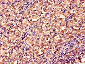 DDAH2 Antibody