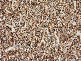 CLPP Antibody (clone OTI1C7)