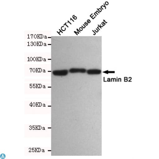LMNB2 / Lamin B2 Antibody