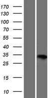 IDI1 / IPP1 Protein (Over-Expression Lysate Myc-DDK (Flag))
