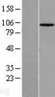 MASTL / GW Protein (Over-Expression Lysate Myc-DDK (Flag))