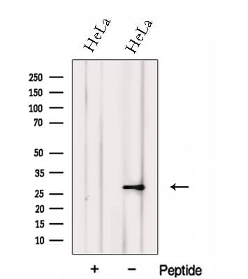 FKBP14 Antibody
