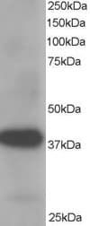 IHC-plus™ Polyclonal Goat anti-Human AKR1A1 Antibody (aa313-325, IHC, WB)