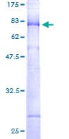 Human KCNJ12 / Kir2.2 Protein (Recombinant GST)