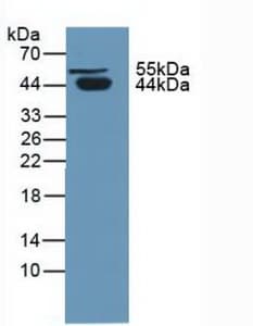 SERPINA5 / PCI Antibody (aa43-406)