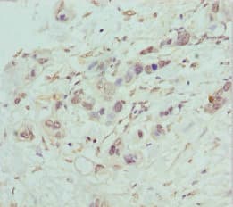 COG5 Antibody
