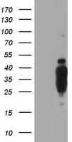 PathPlus™ HES1 / HES-1 Antibody (clone OTI1B5)