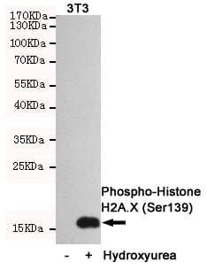 H2AFX / H2AX Antibody (phospho-Ser139)