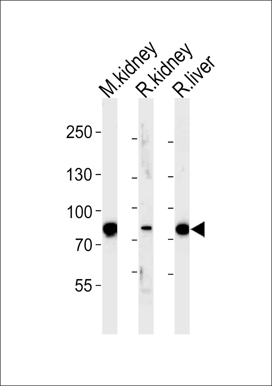 IHC-plus™ EHHADH / Enoyl-Coa Hydratase Antibody (aa662-690)