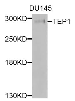 TP1 / TEP1 Antibody