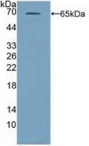 PRF1 / Perforin Antibody (aa40-355, Cy3)