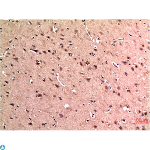 BECN1 / Beclin-1 Antibody