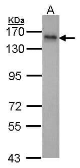 INPP5F Antibody (aa593-904)