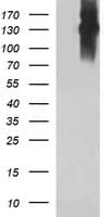 CD45 / LCA Antibody (clone OTI3D1)