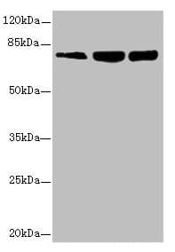 GMPS / GMP Synthase Antibody