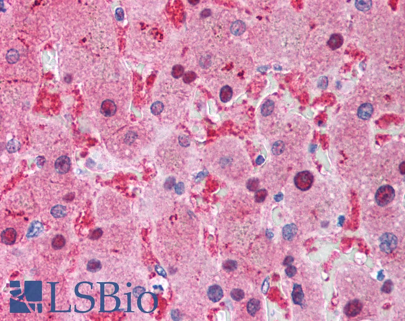 XIAP Antibody