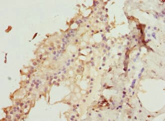 ZNF191 / ZNF24 Antibody