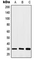 HOXA11+HOXD11 Antibody (C-Terminus)
