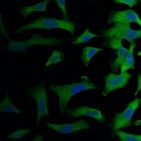 EIF4A1 Antibody