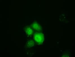 TTC32 Antibody (clone OTI1F4)