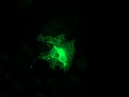SNAP25 Antibody (clone OTI1D3)