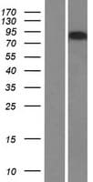 AMOTL2 Protein (Over-Expression Lysate Myc-DDK (Flag))