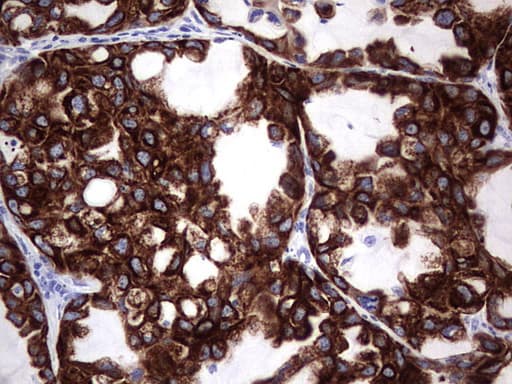ENKUR Antibody (clone OTI6C10, Carrier-free)