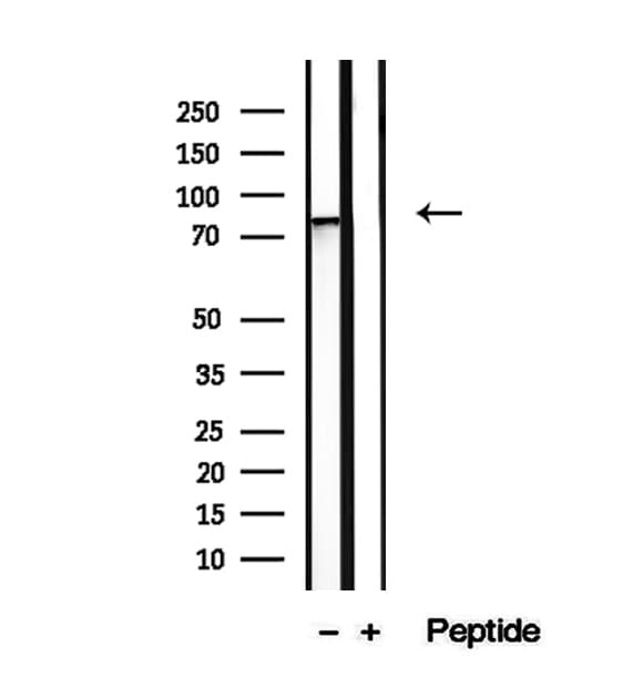 LETM1 Antibody