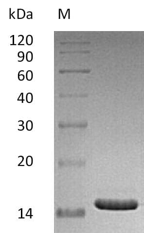 Human CD40L Protein (Recombinant)
