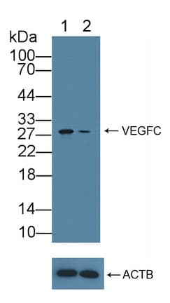 CENPH / CENP-H Antibody (aa1-247)