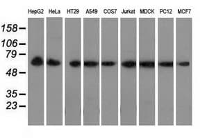 PEX5 Antibody (clone OTI6E9)
