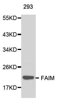 FAIM Antibody