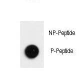 MAP1LC3B / LC3B Antibody (phospho-Thr12)