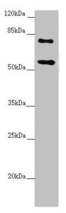 Polyclonal Rabbit anti-Human CEP83 / CCDC41 Antibody (IHC, IF, WB)