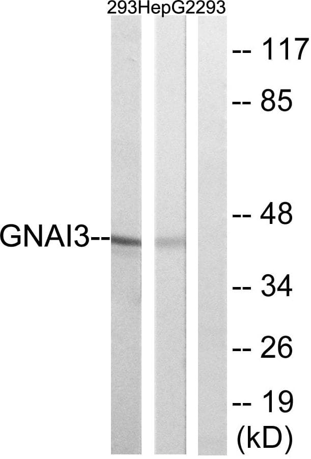 GNAI3 Antibody
