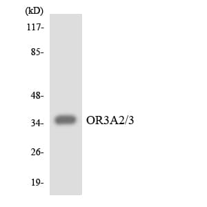 OR3A2+3 Antibody (aa49-98)