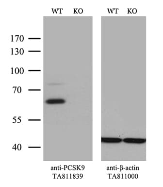 Monoclonal Mouse anti-Human PCSK9 Antibody (clone OTI4G9, Carrier-free, aa153-692, WB)